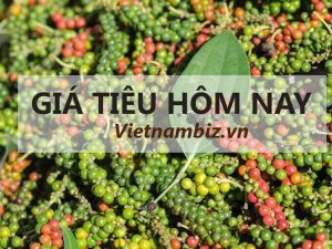 Cập nhật giá tiêu hôm nay: Biến động thị trường nông sản trong nước
