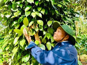 Kỹ thuật trồng hồ tiêu cho người mới bắt đầu – 7 việc cần làm đúng ngay từ đầu